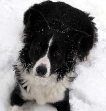 Border collie – Brit